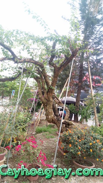 Cây hoa giấy cổ thụ đẹp