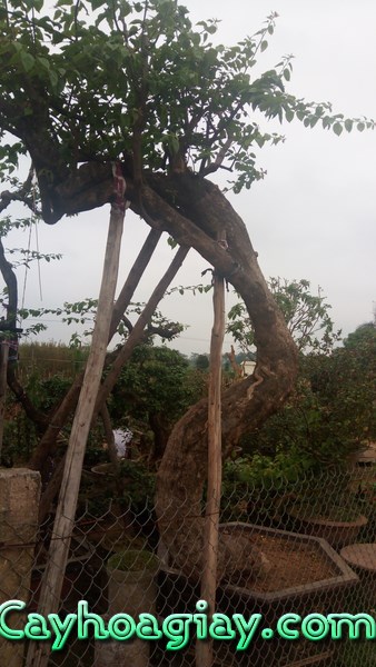 Cây hoa giấy cổ thụ Hà Nội