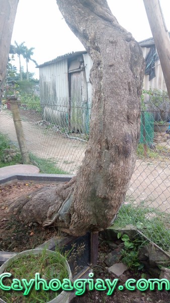 Cây hoa giấy cổ thụ Hà Nội