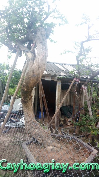 Rễ cây hoa giấy