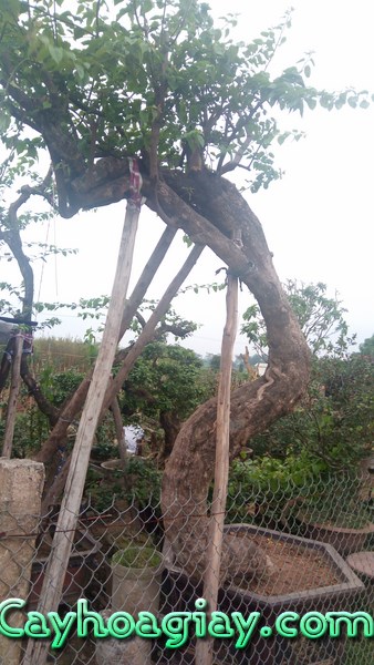 Cây hoa giấy cổ thụ