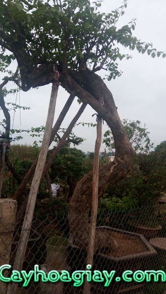 Cây hoa giấy cổ thụ tại Hà Nội