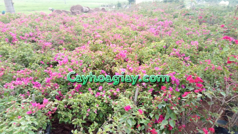 Cây hoa giấy công trình