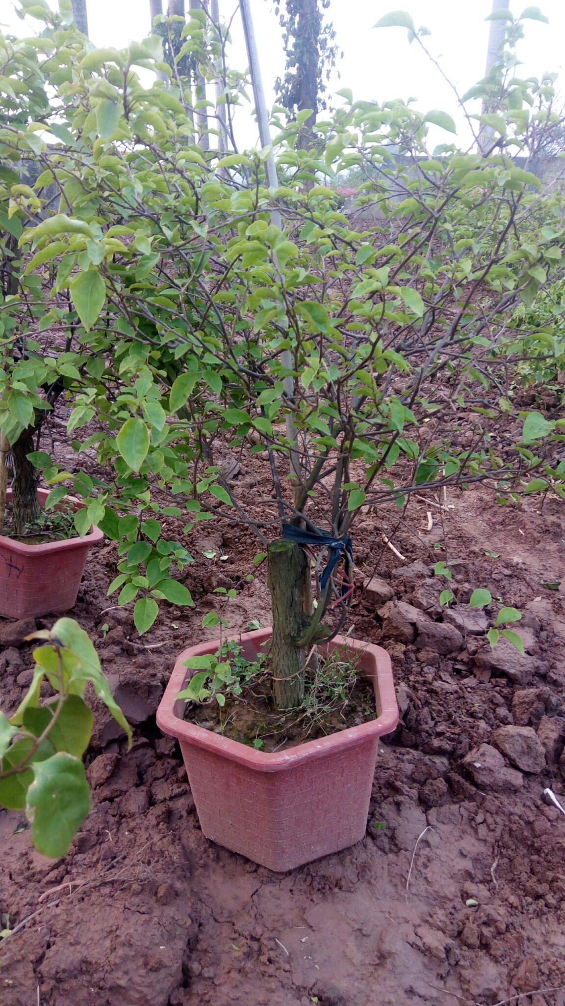 Hoa giấy công trình