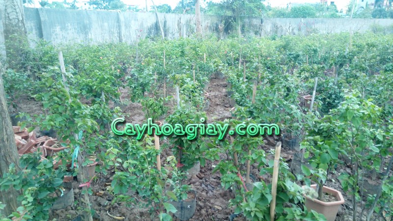 Cây hoa giấy trang trí công trình kiến trúc