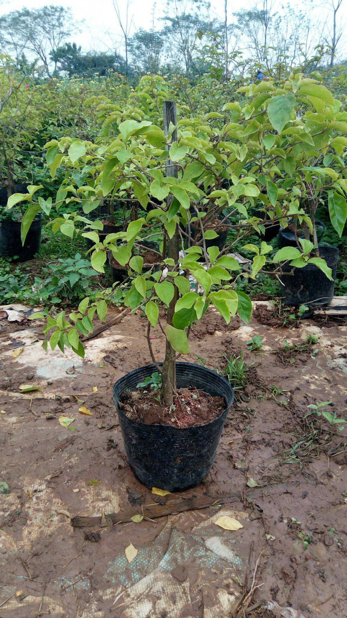 Cây hoa giấy công trình