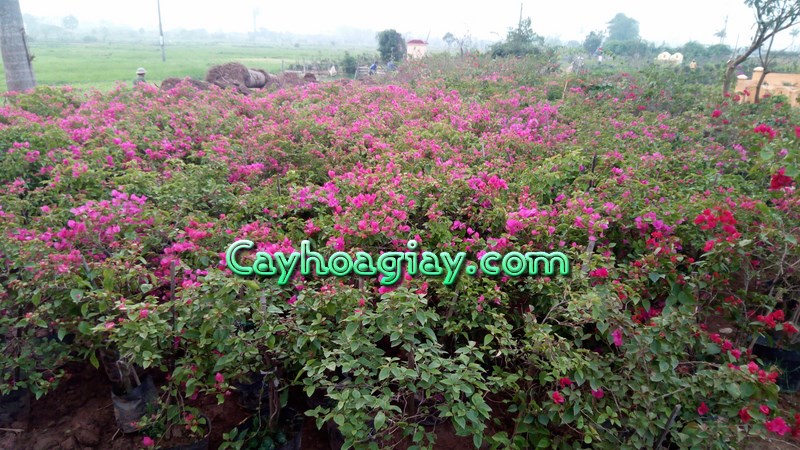 Cây hoa giấy công trình đẹp