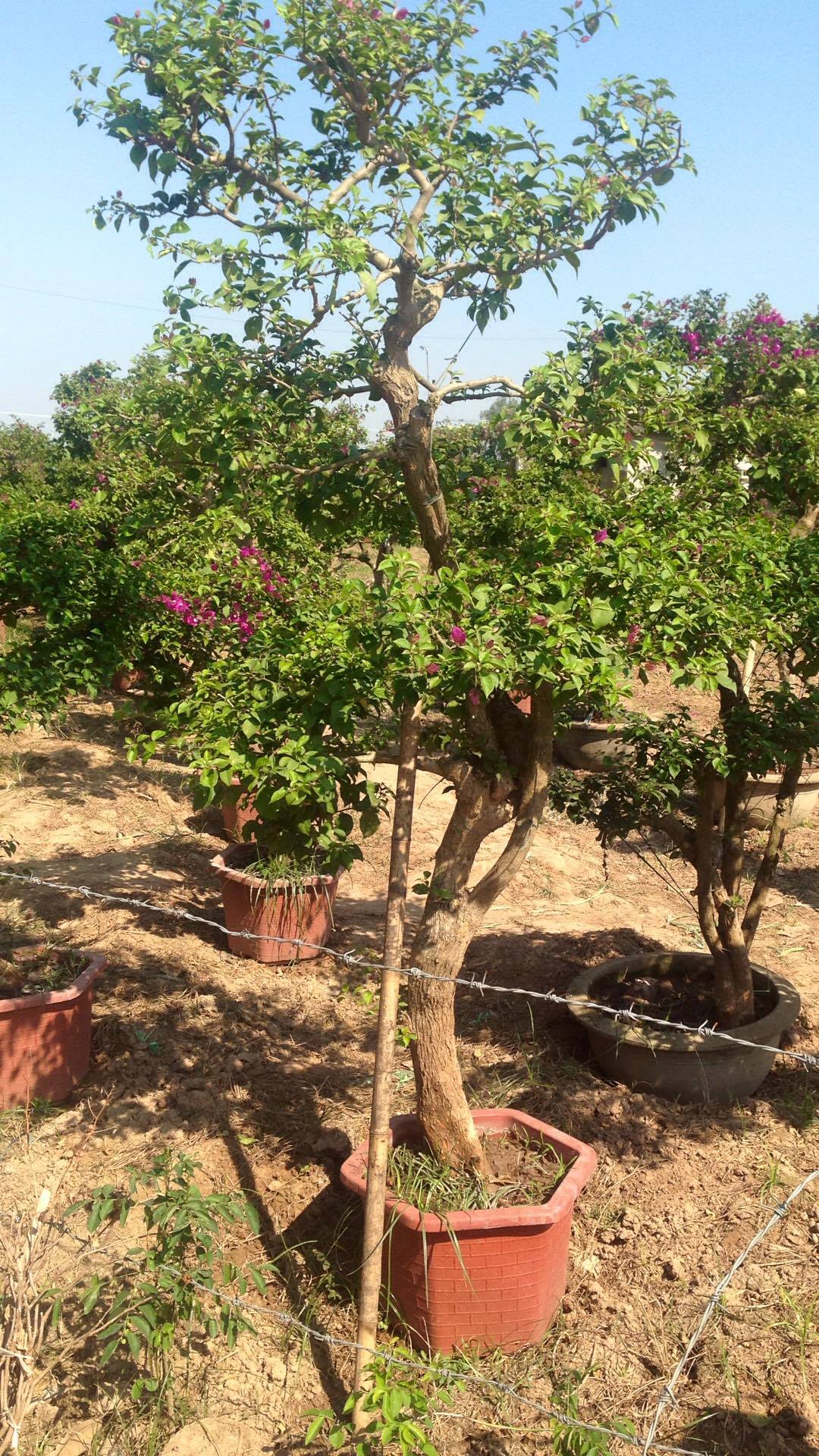 Cây Hoa Giấy Dáng Bạt Phong