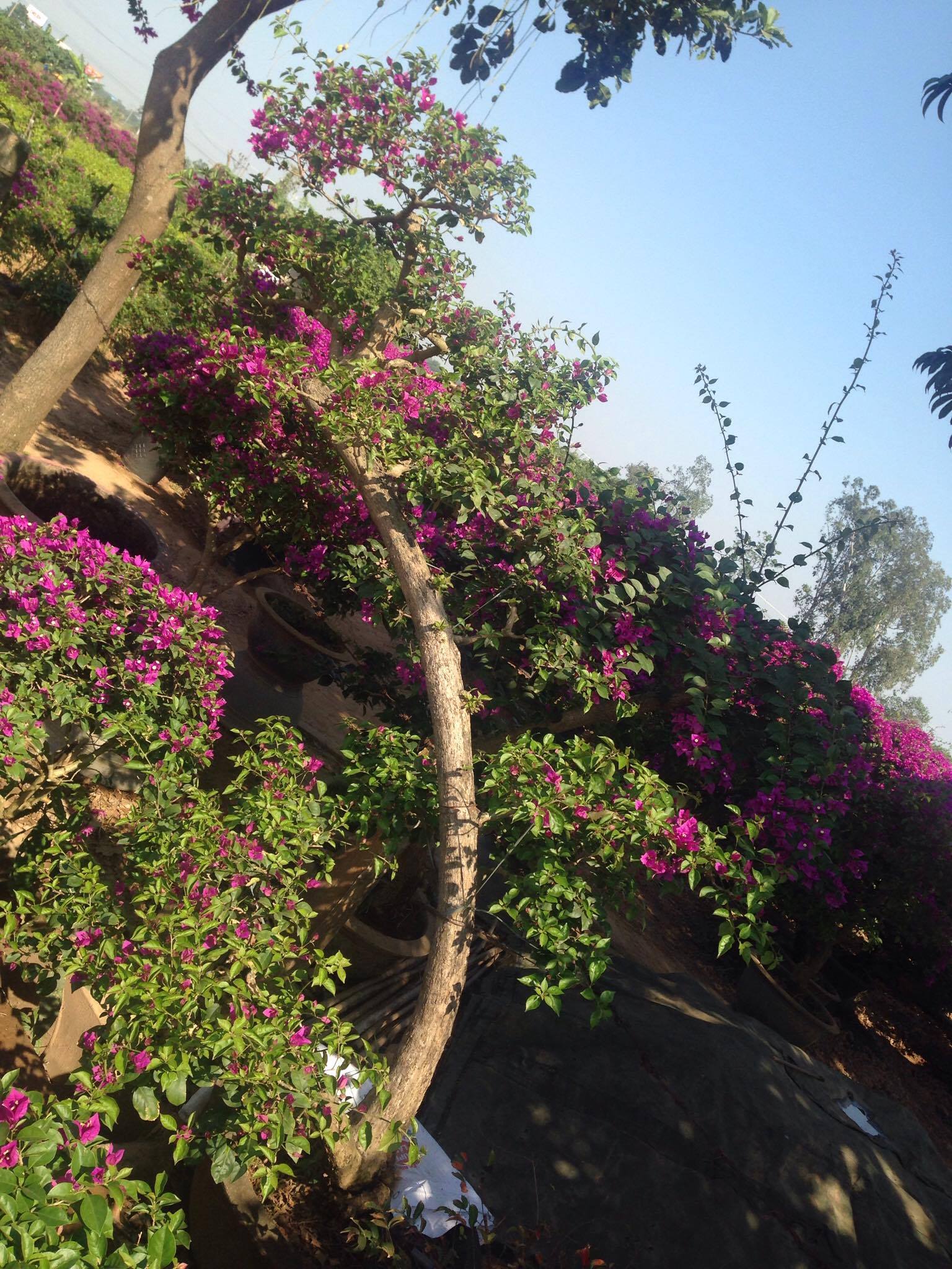 Hoa giấy dạng bát phong