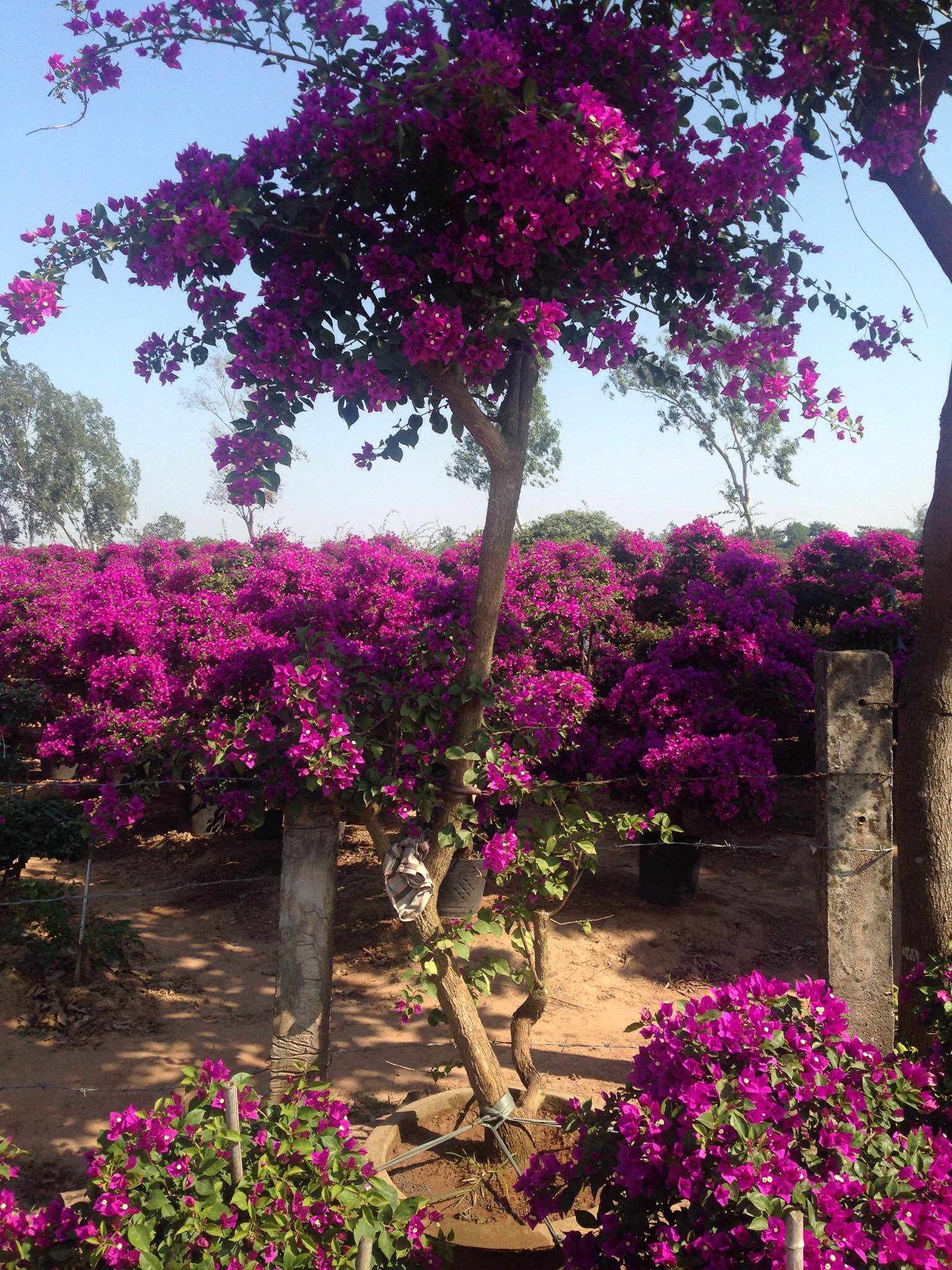 Cây hoa giấy dáng bạt phong