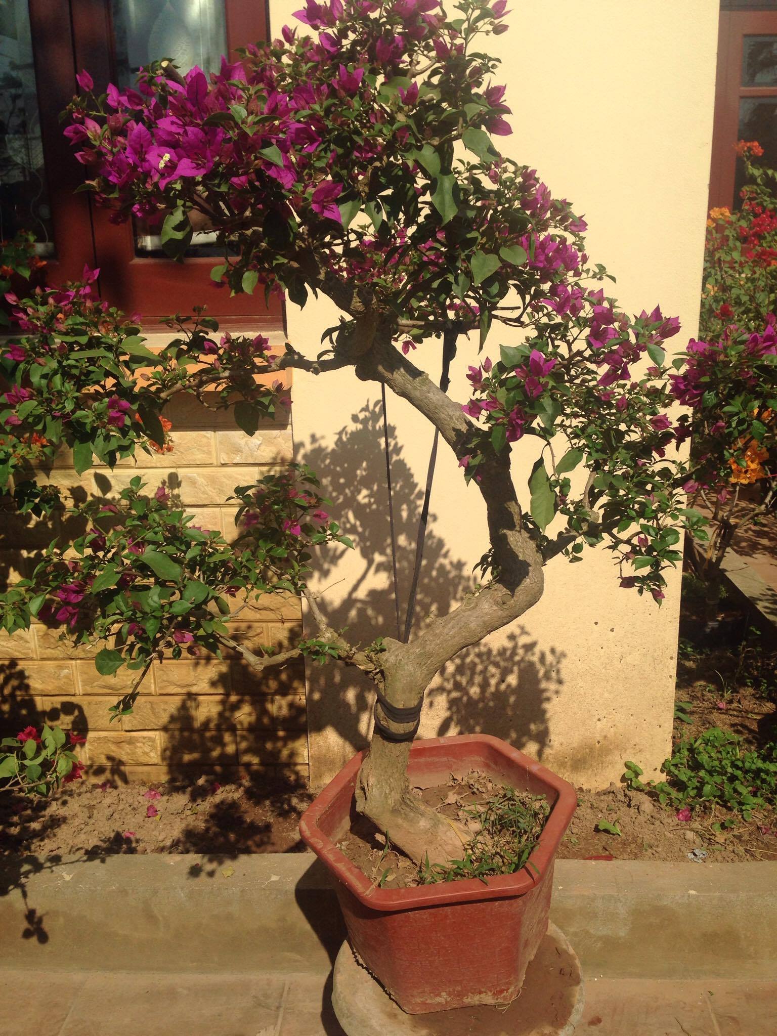 Cây hoa giấy với sắc màu rực rỡ