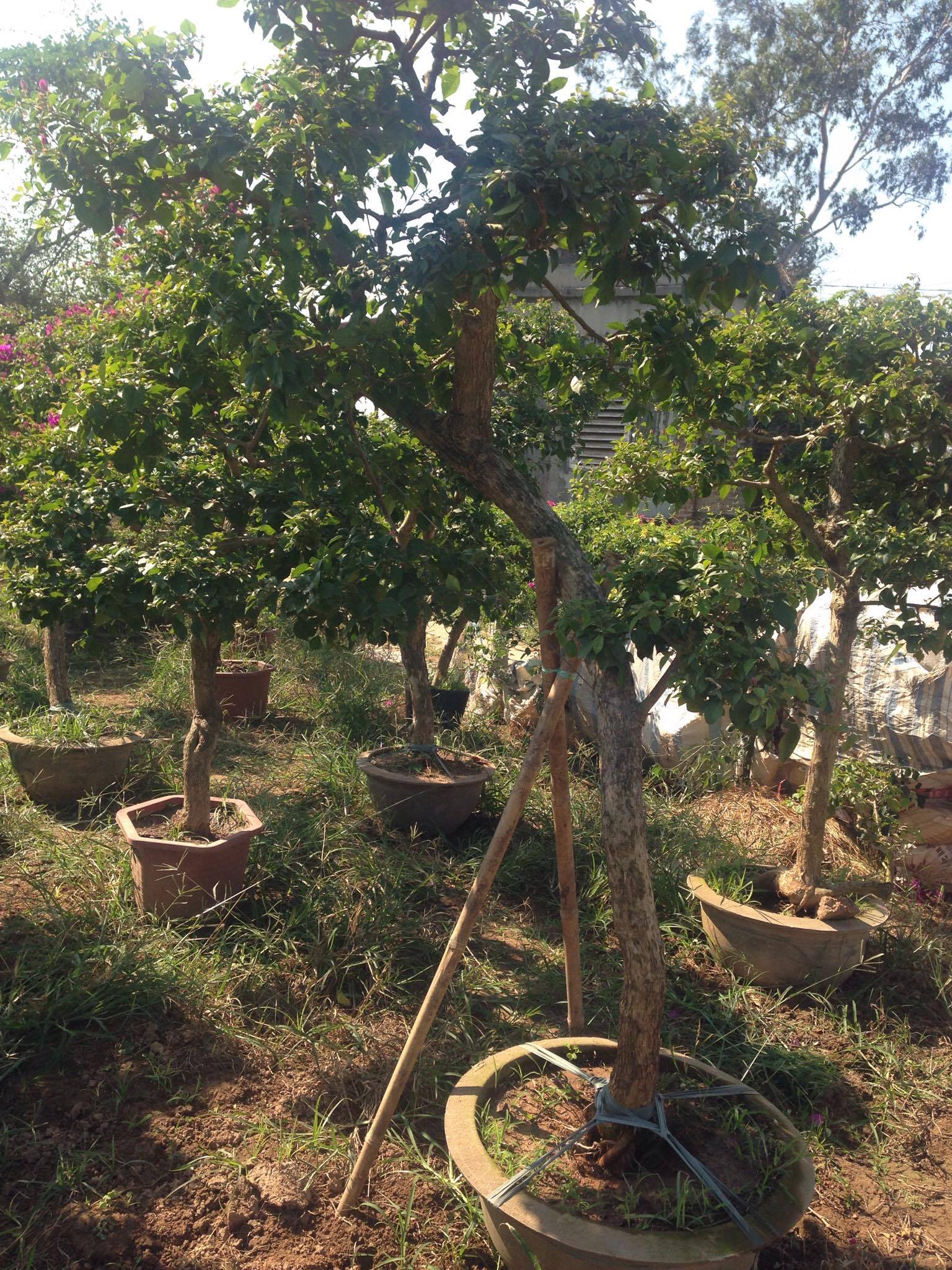 Cây hoa giấy dáng đẹp