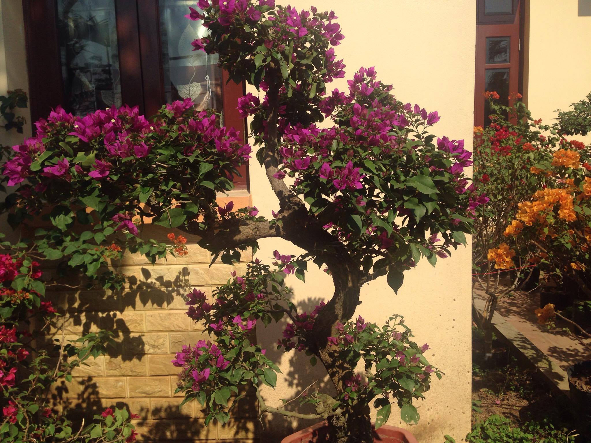 Vị trí trồng hoa giấy