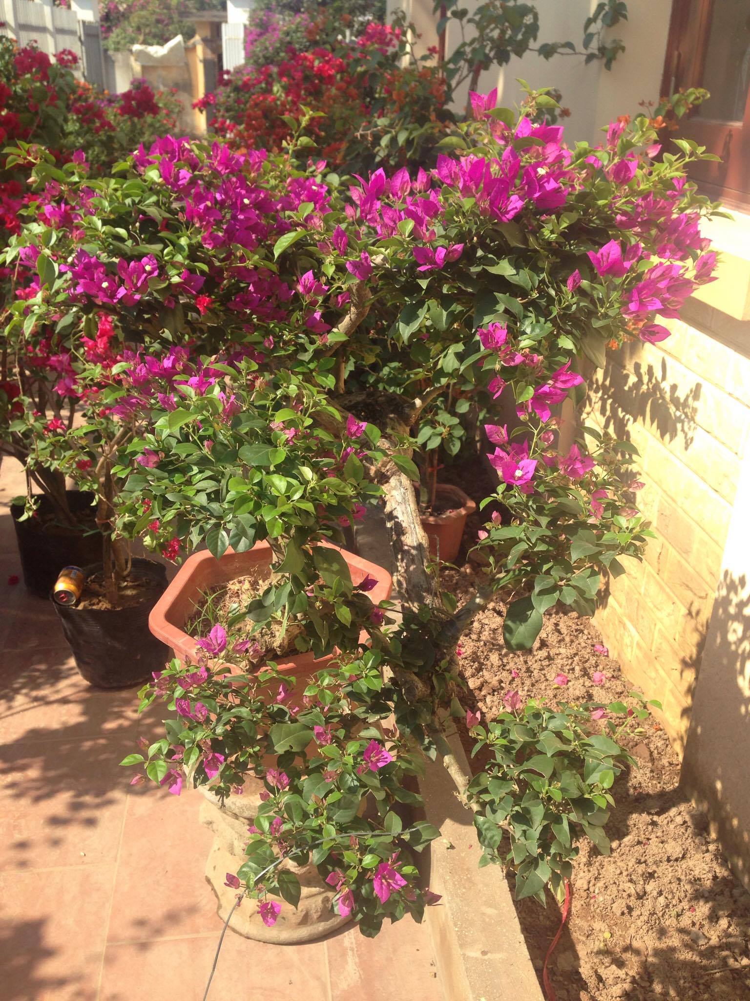 Cây hoa giấy đang đẹp