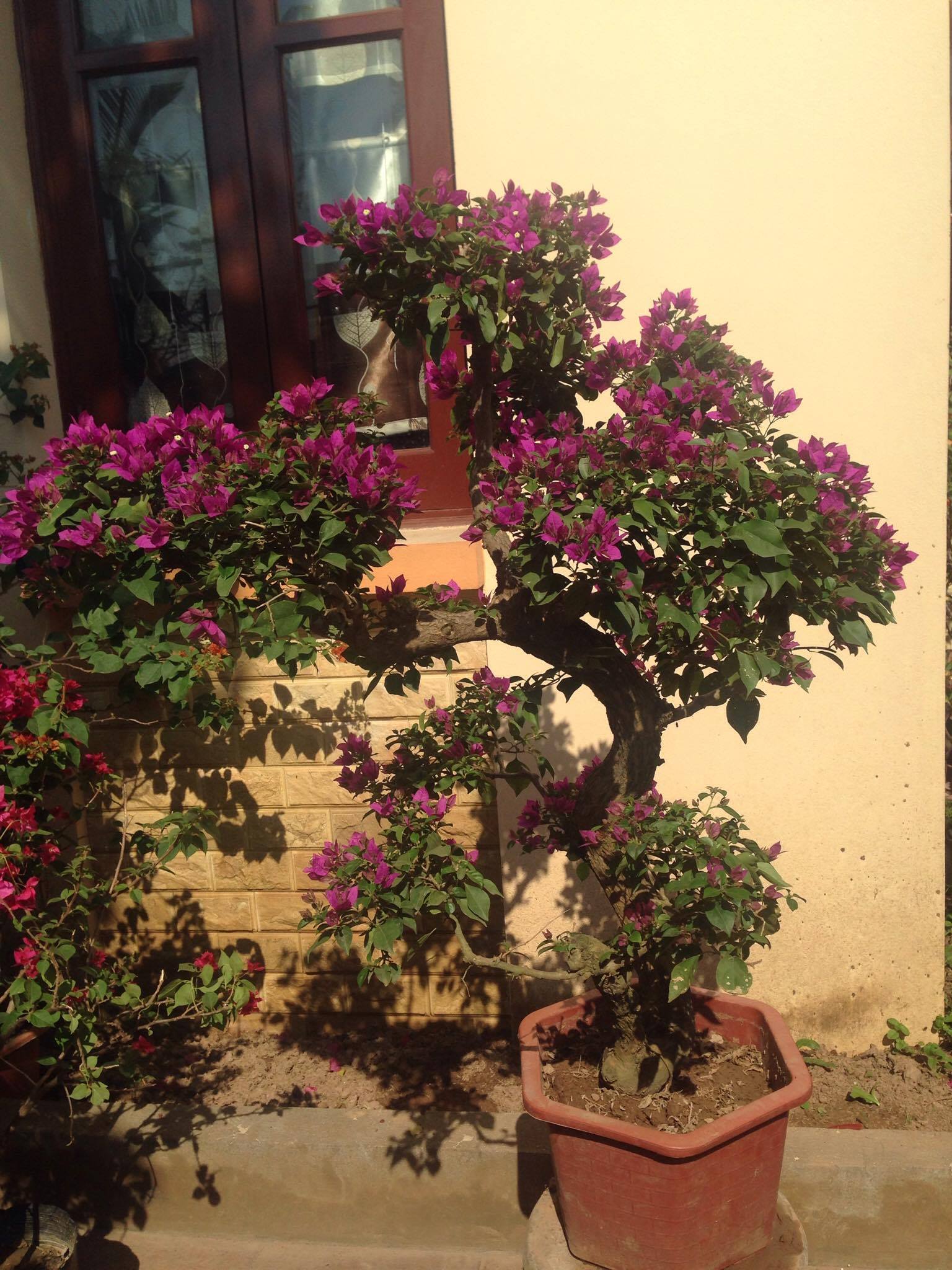 Quy trình chiết cành hoa giấy