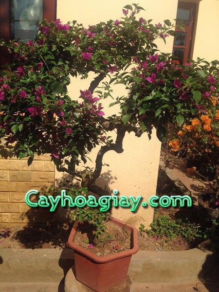 Cây hoa giấy dáng đẹp