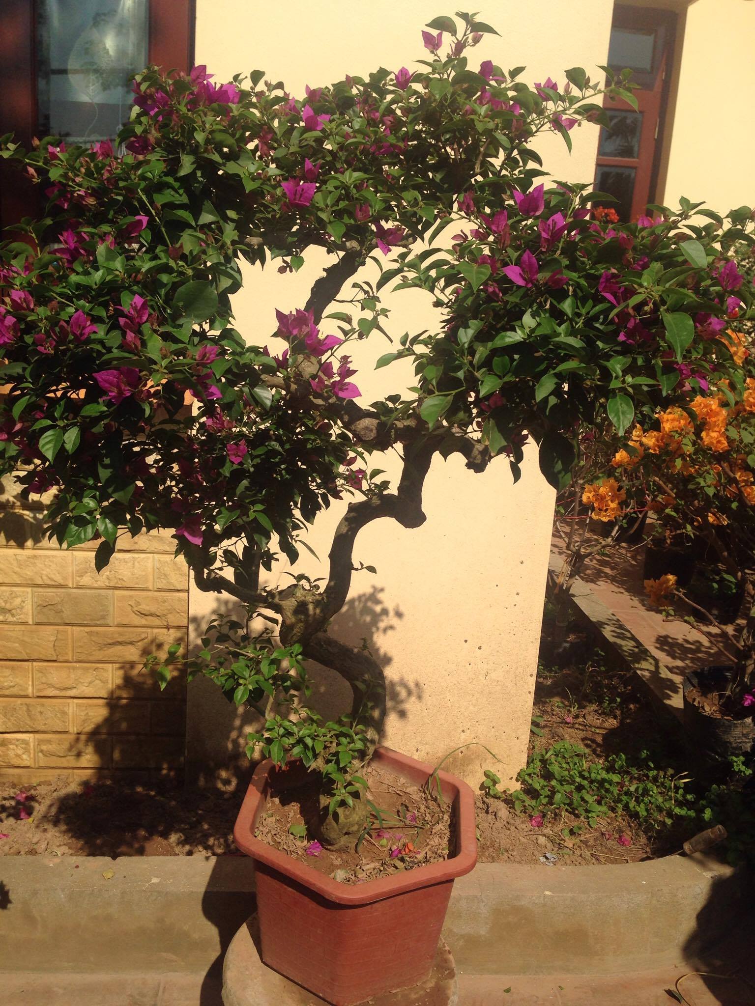 Cây hoa giấy dáng đẹp