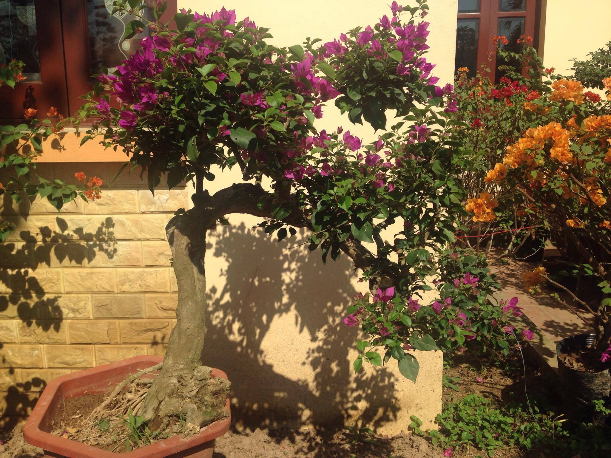 Cây hoa giấy đang đẹp