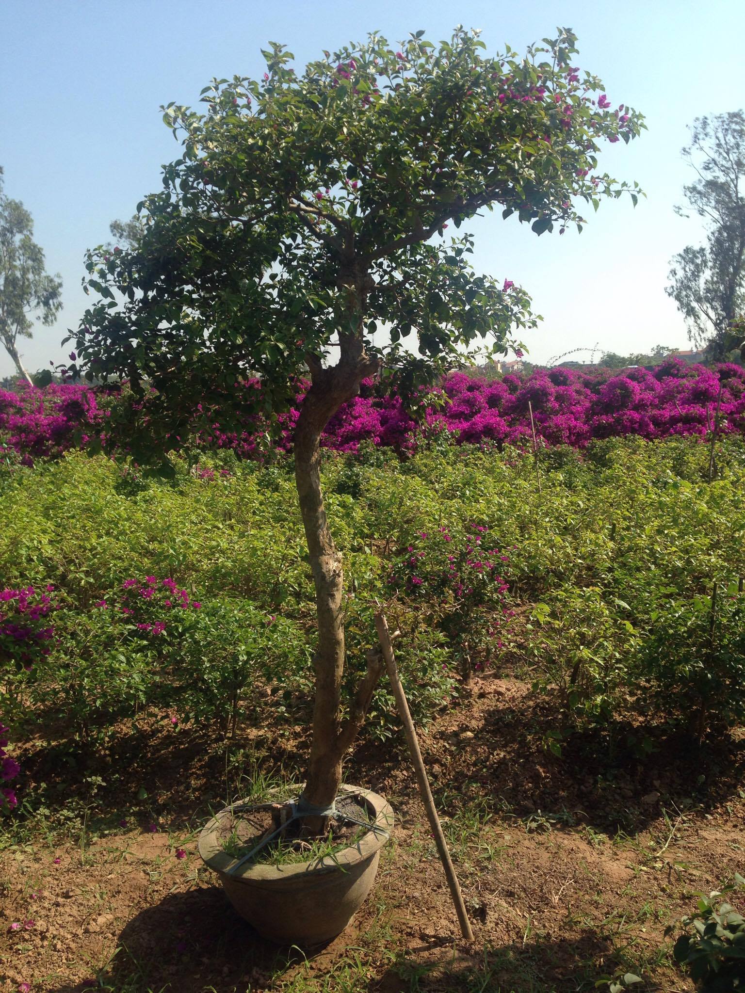 Cây hoa giấy dạng trực