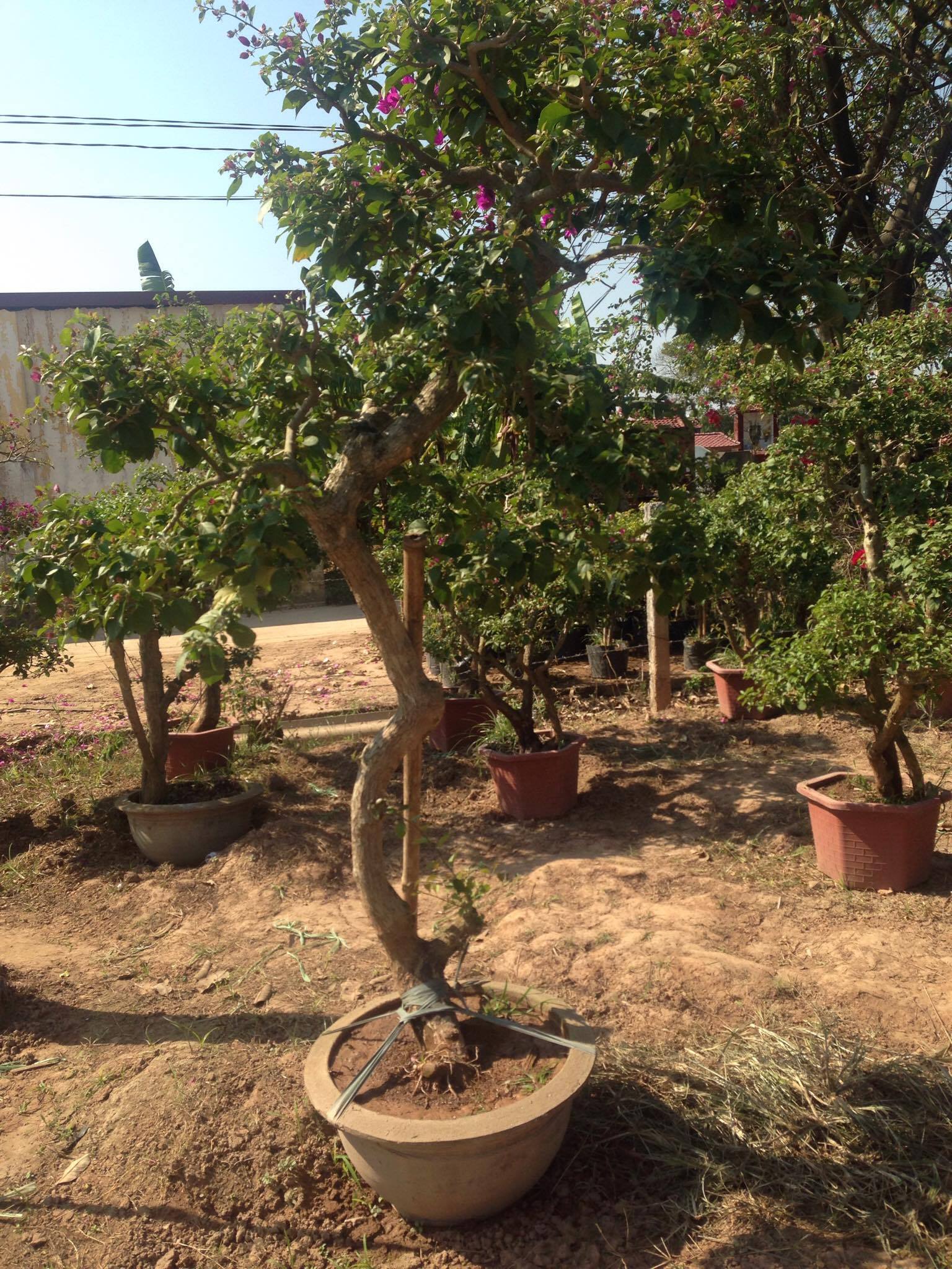 Chậu hoa giấy hình dạng trực