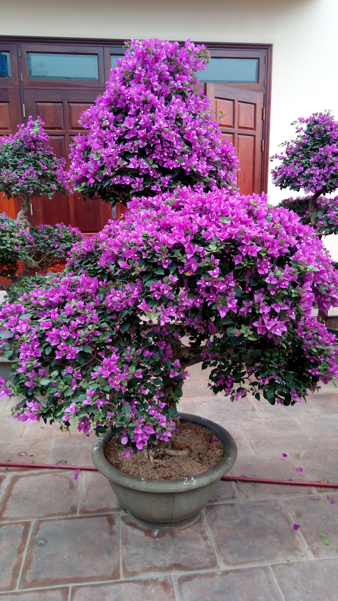 Cây Hoa Giấy Đẹp