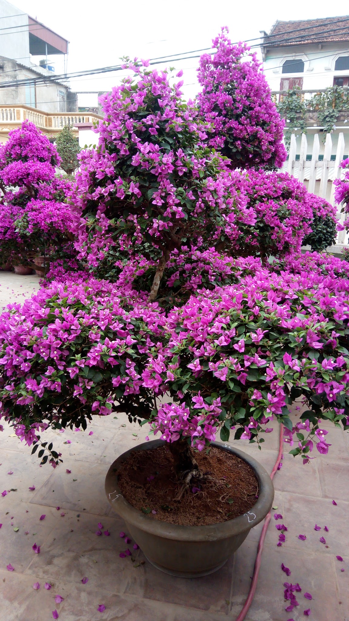 Thao Tác Cắt Tỉa Cây Hoa Giấy