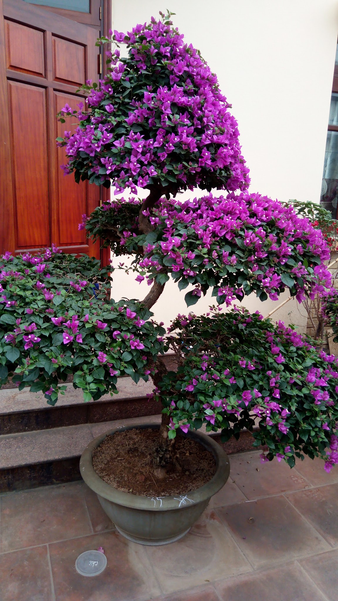 Kiểm soát sâu bệnh cho cây hoa giấy