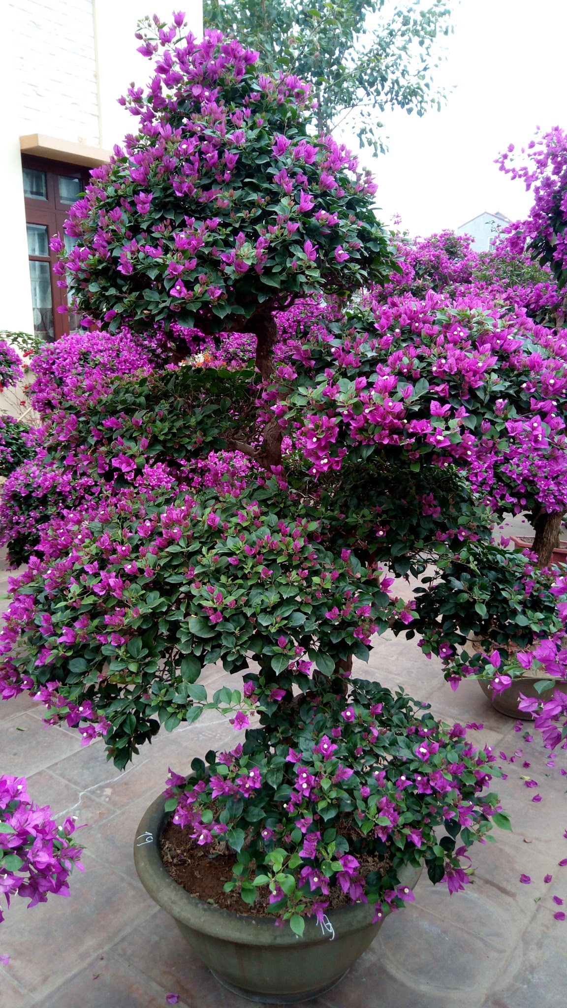 Cây hoa giấy đẹp