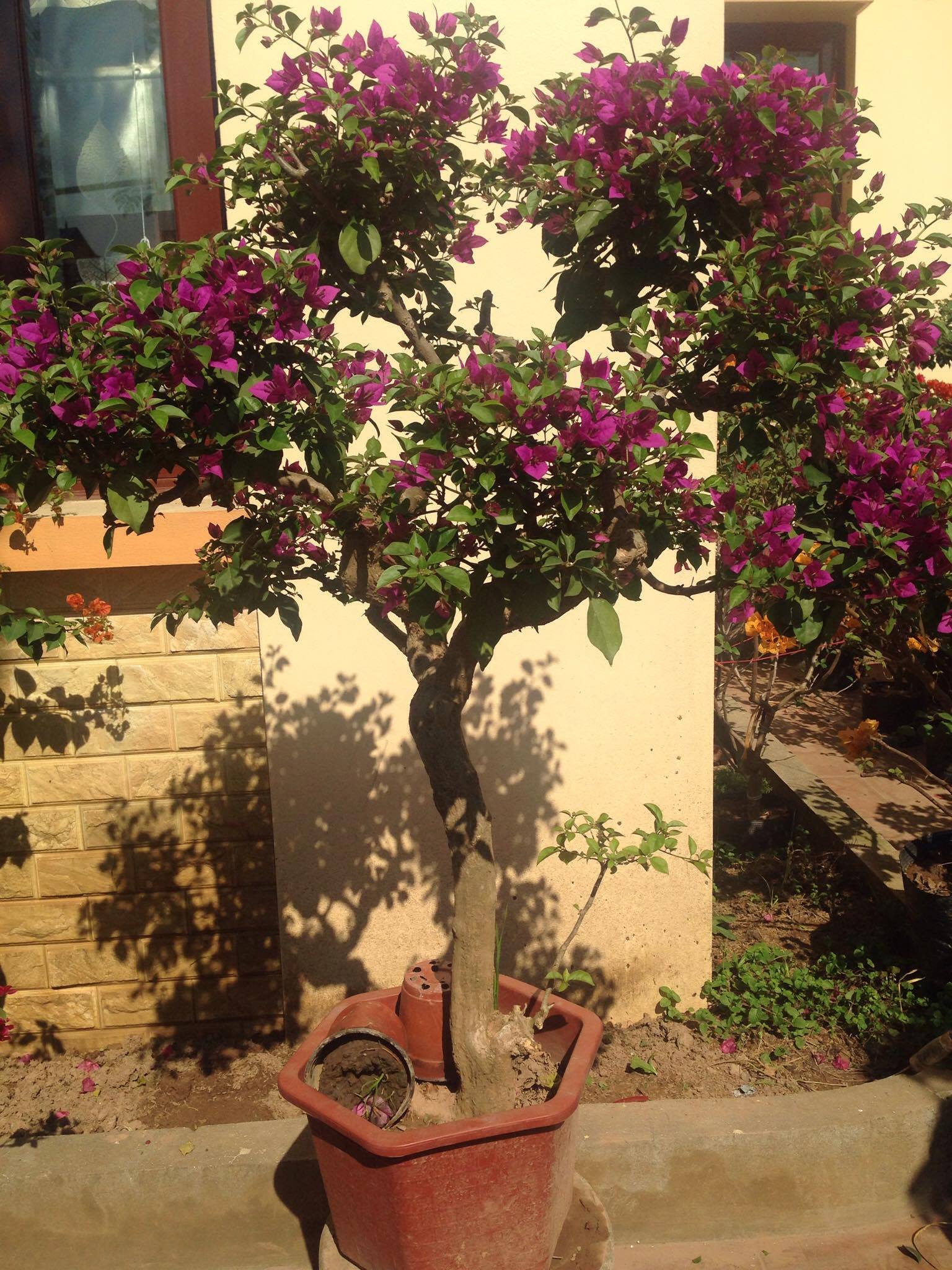 Cây hoa giấy với dáng đẹp