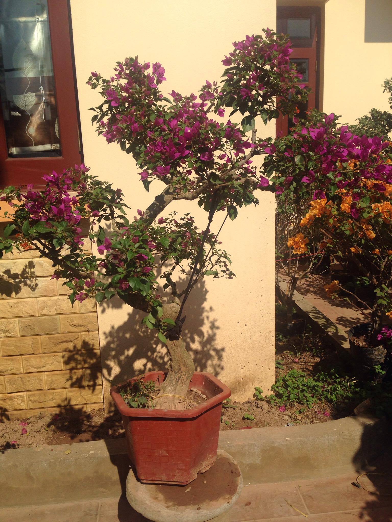 Cây hoa giấy đẹp nhiều dáng