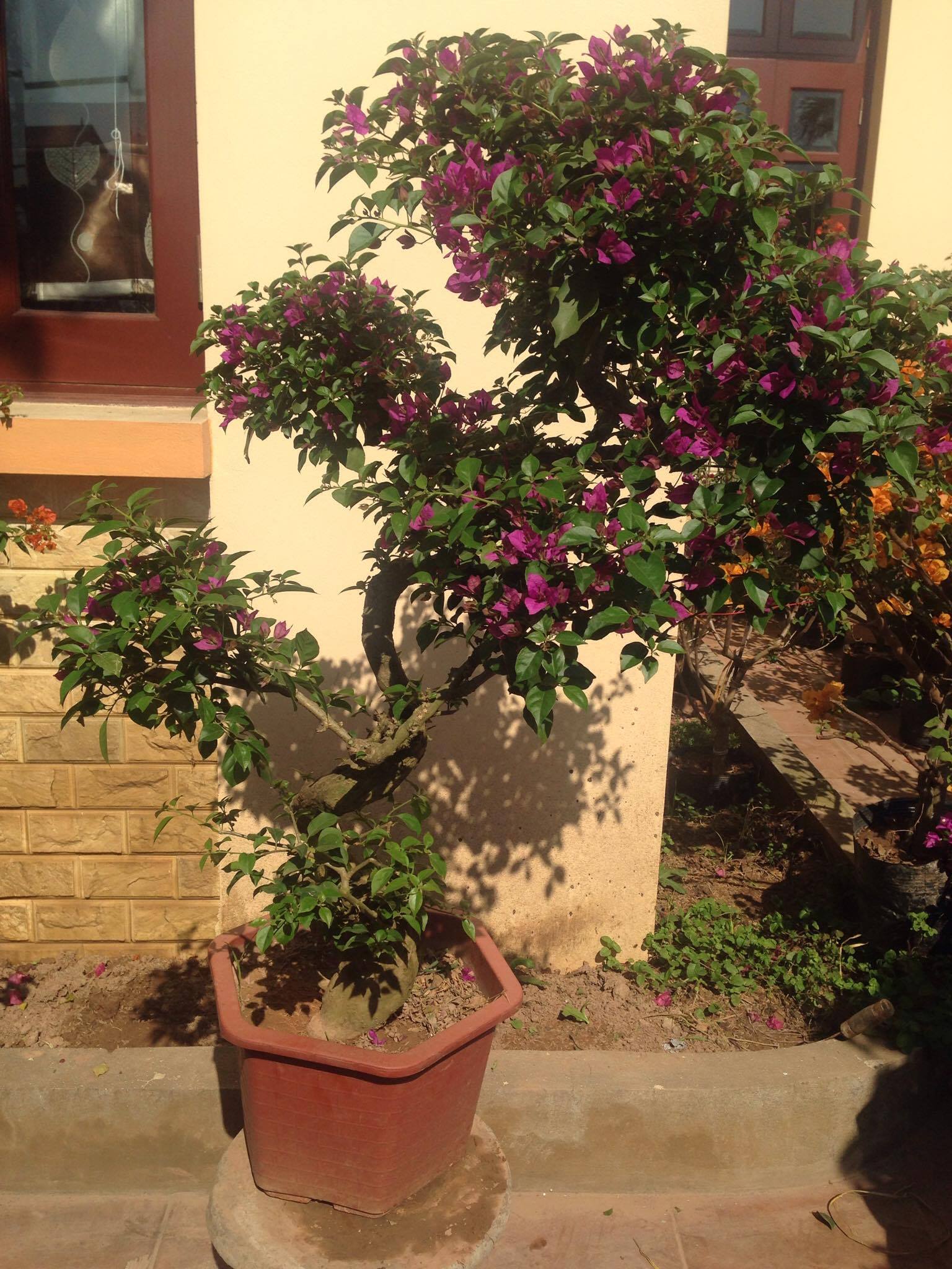 Cây hoa giấy đẹp