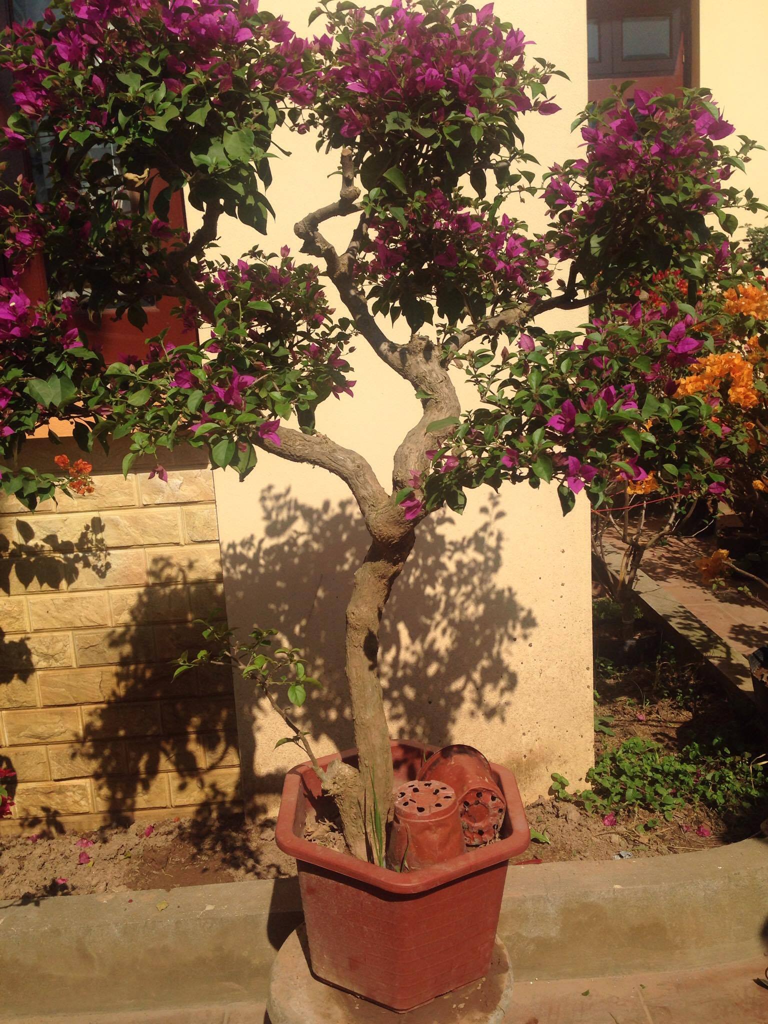 Cây hoa giấy đẹp