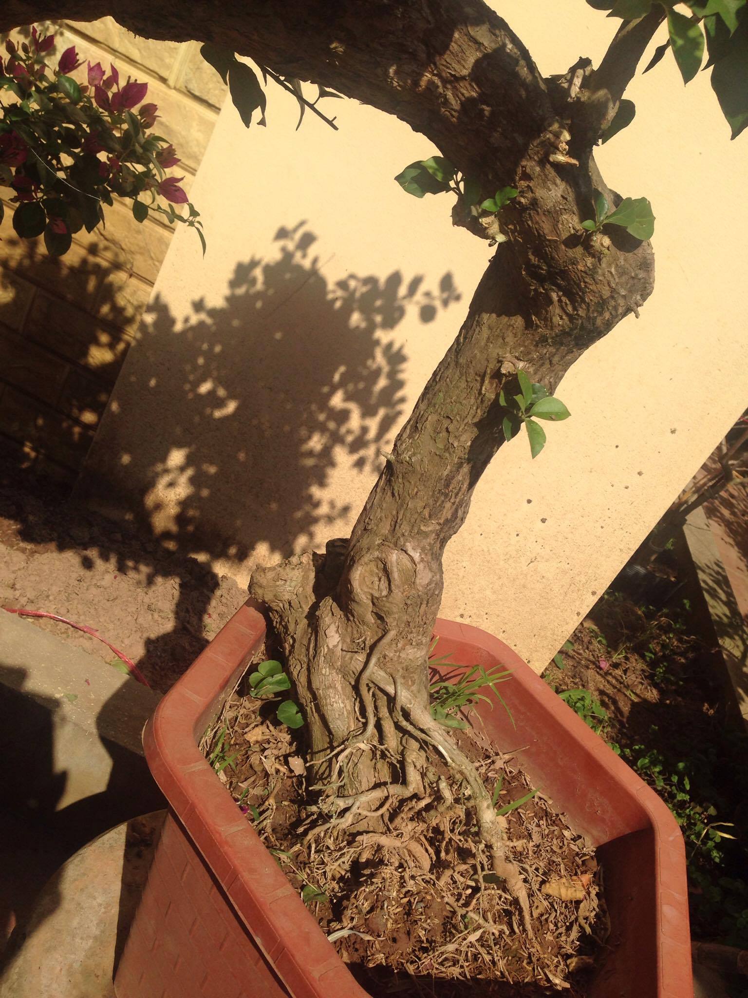 Tỉa cành hoa giấy