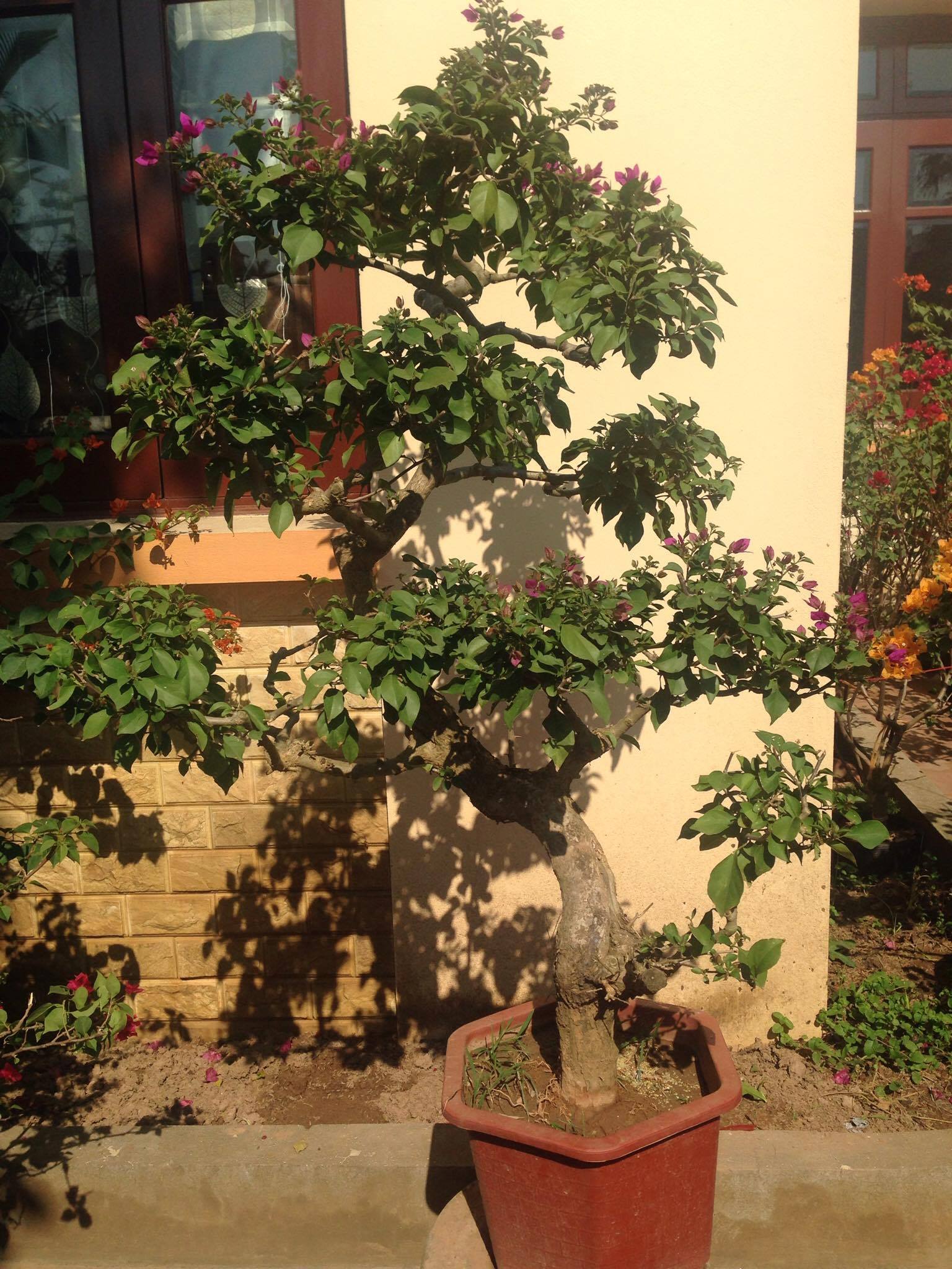 Cây hoa giấy đẹp nhiều dạng