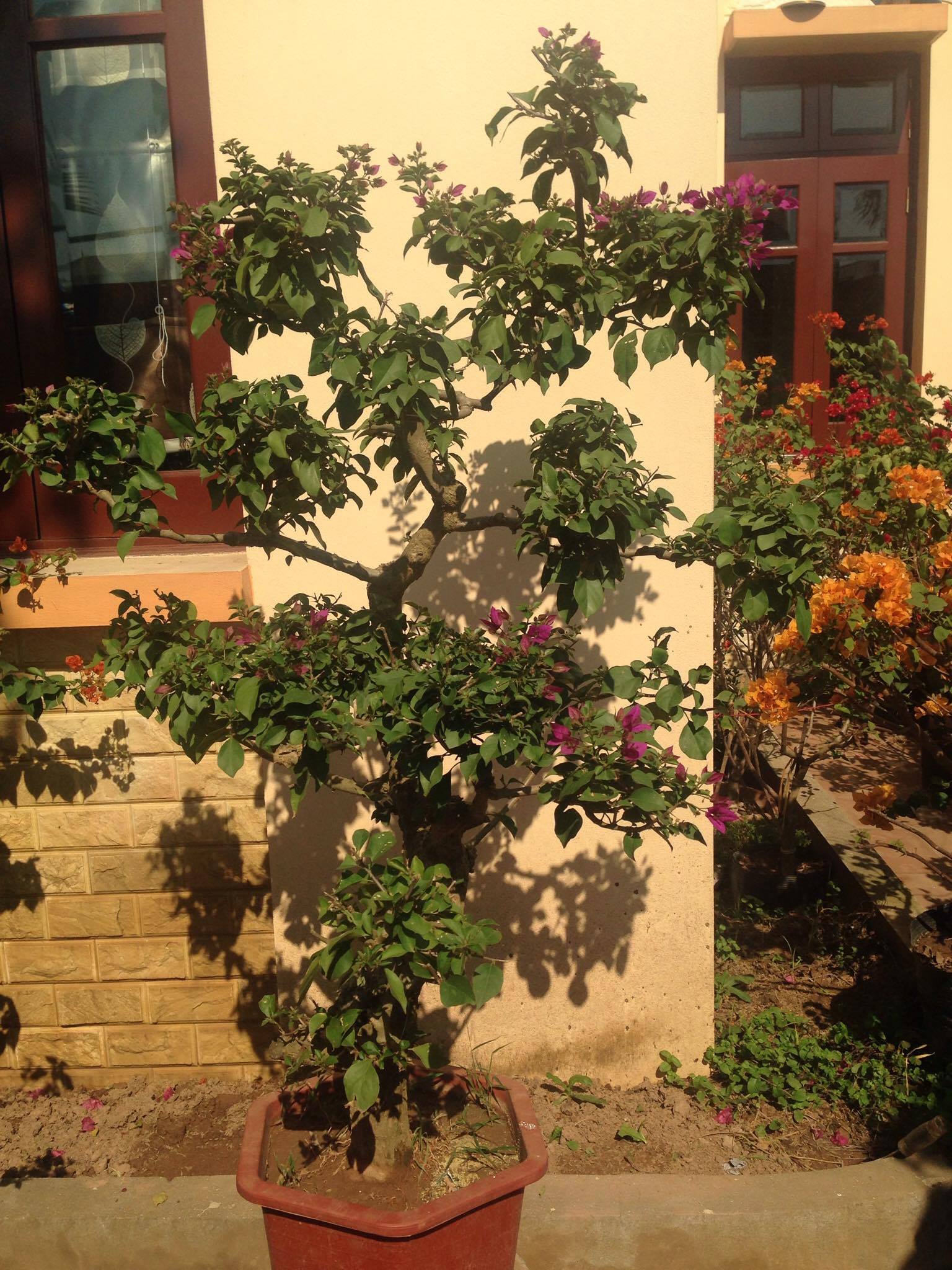 Chăm sóc cây hoa giấy