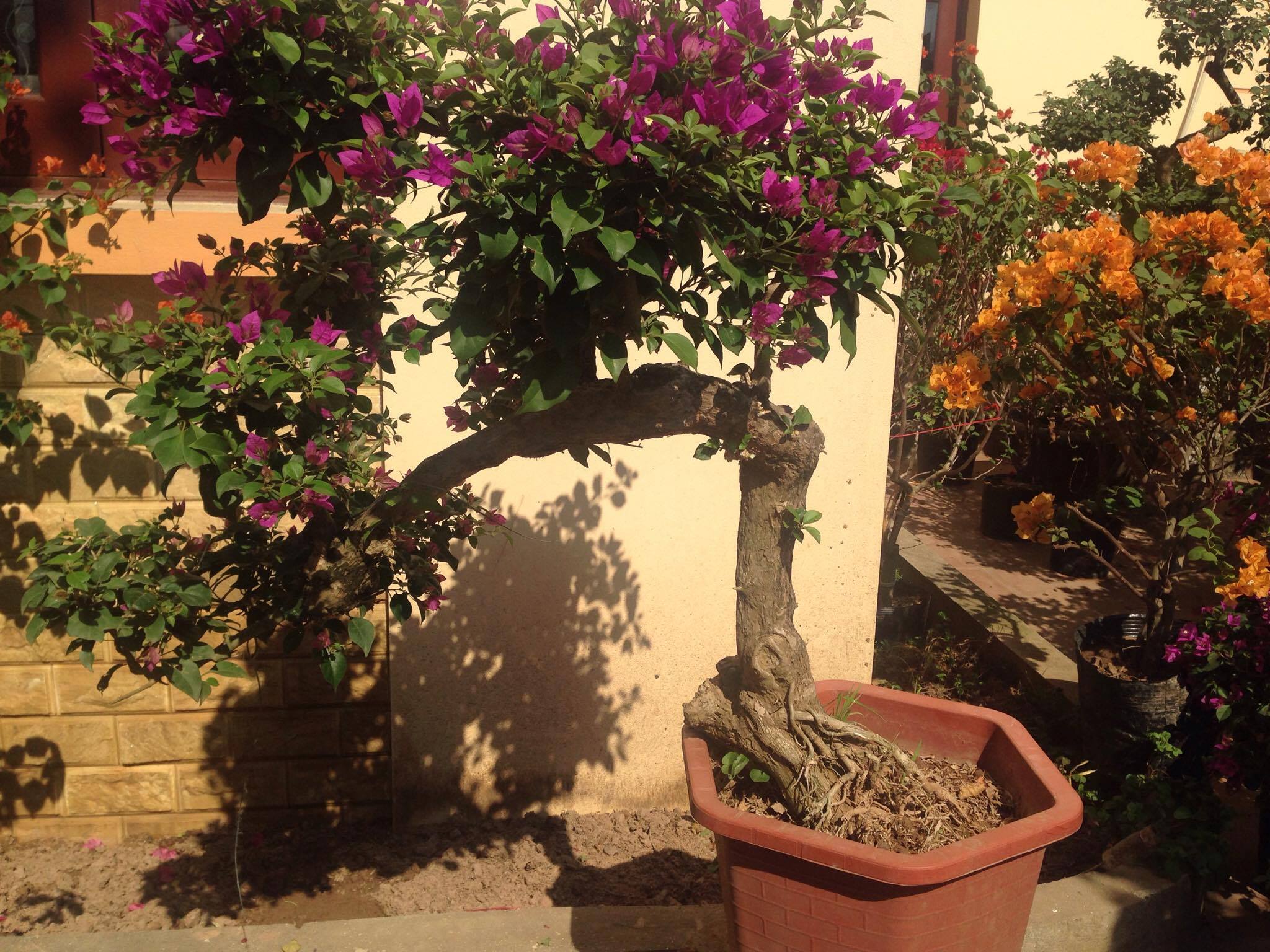 Cây hoa giấy đẹp nhiều dạng