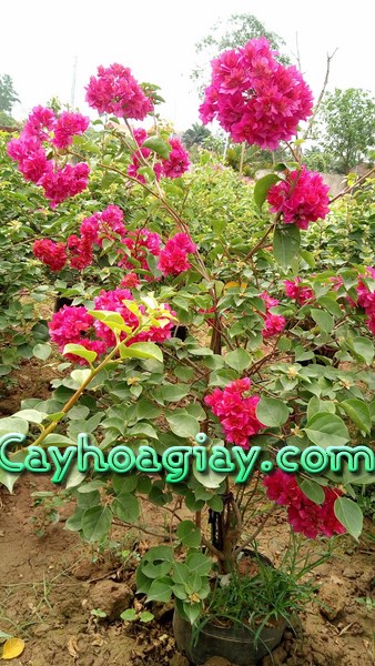 Hình ảnh cây hoa giấy đỏ