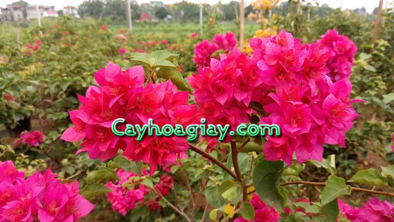 Nhân Giống Hoa Giấy Cẩm Thạch