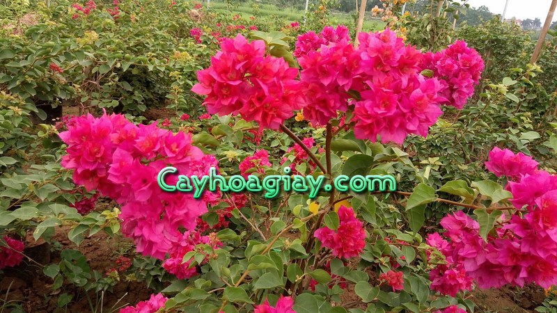 Cây hoa giấy đỏ chùm