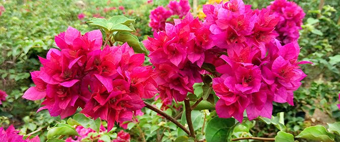 Chùm hoa giấy đỏ đẹp