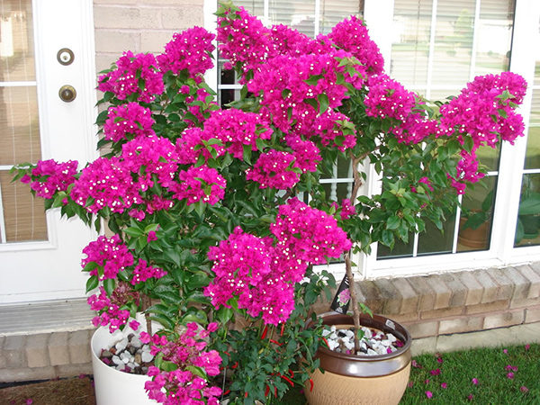 Vườn cây hoa giấy đa sắc màu