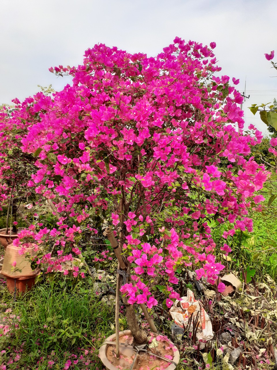 Cây giống hoa giấy khỏe mạnh