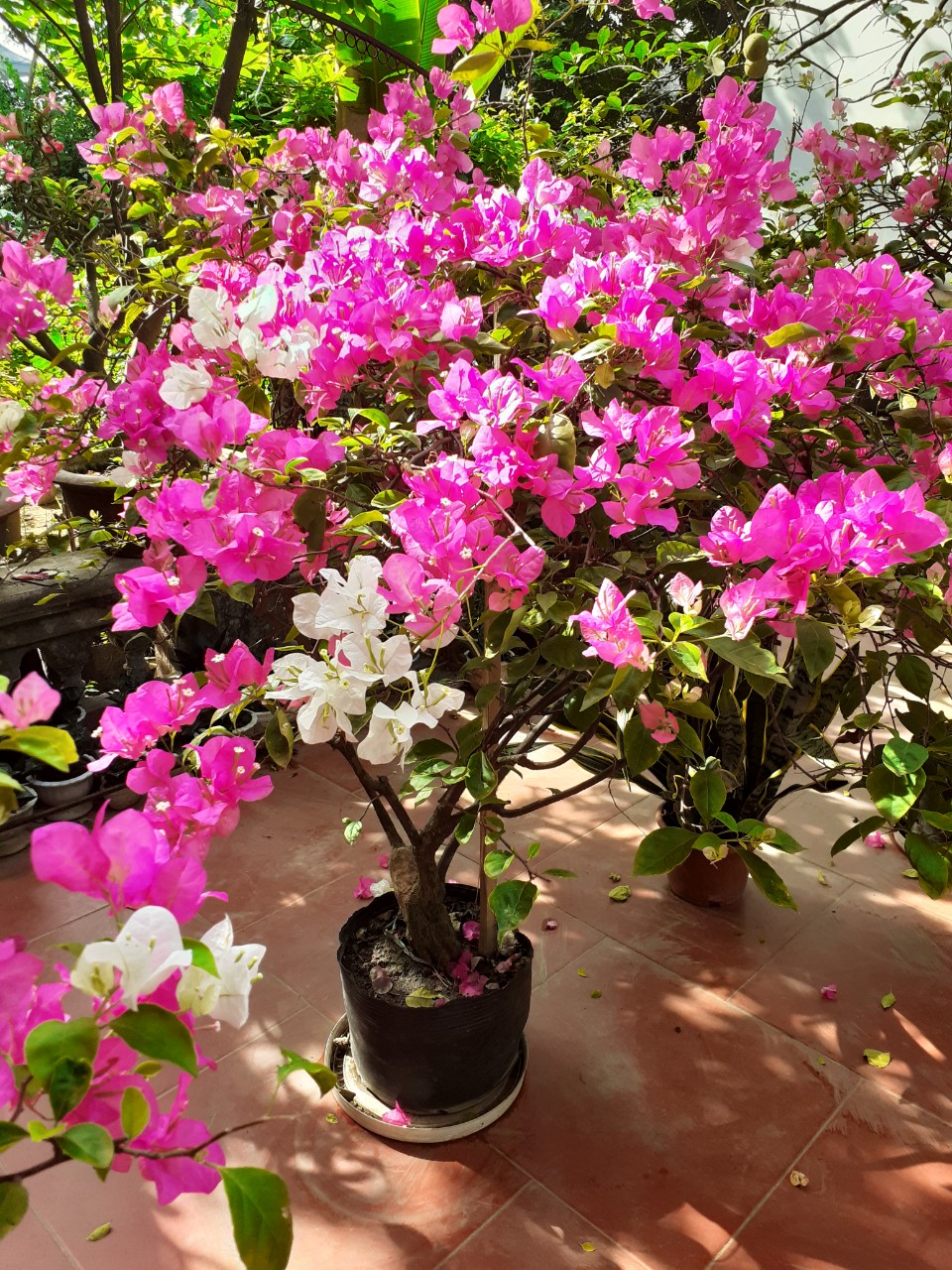 Cây hoa giấy giống