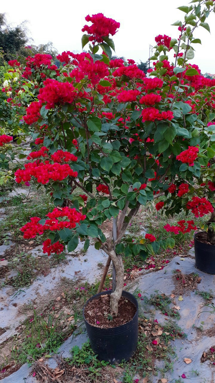 Cây hoa giấy hồng