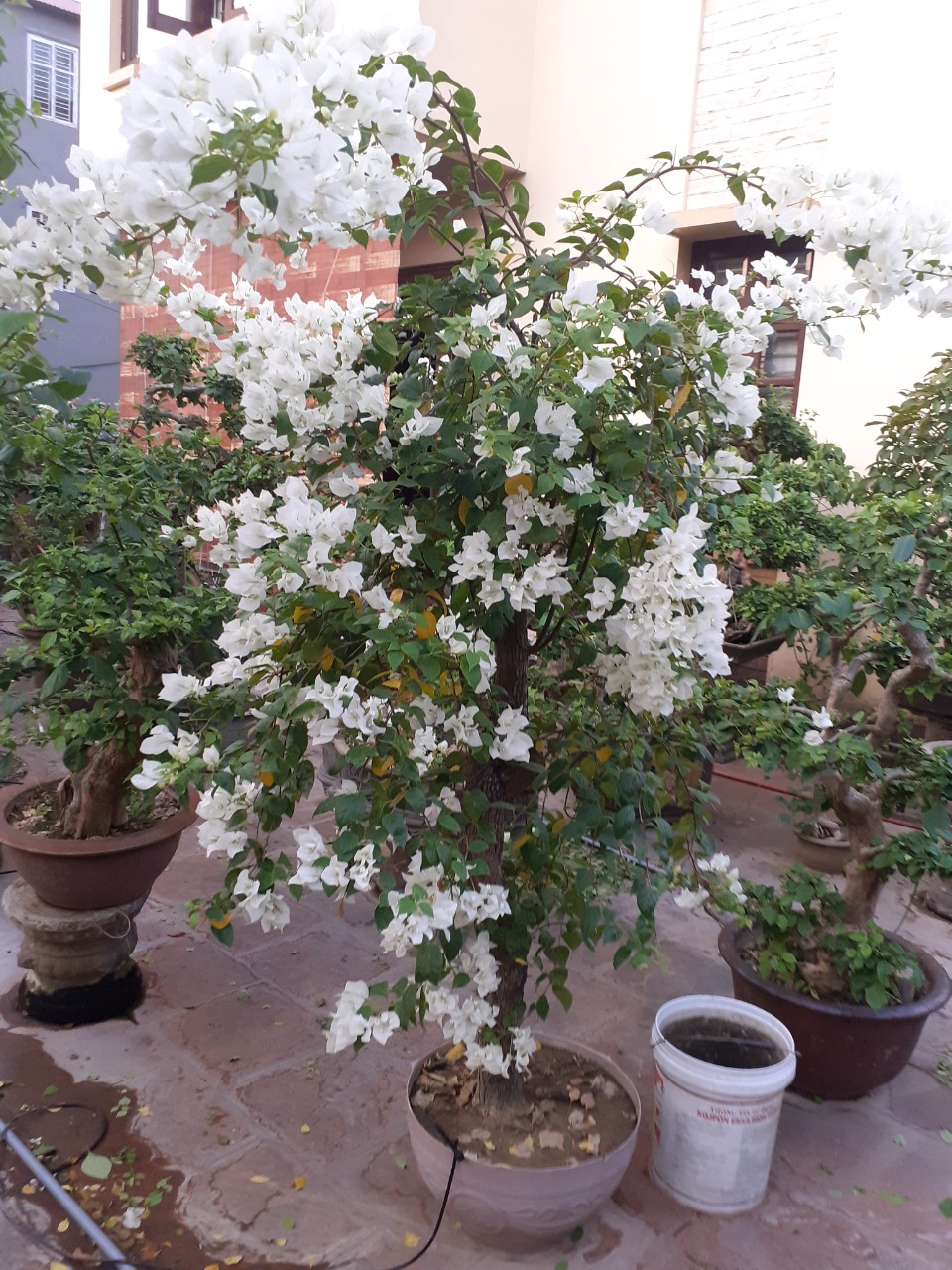 Hoa giấy ghép đẹp