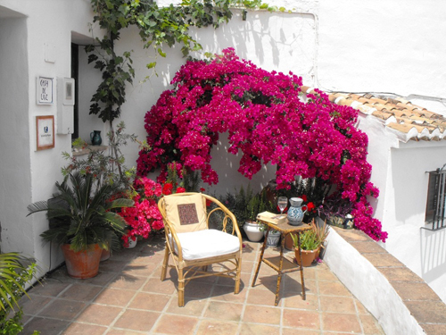 Cây hoa giấy góc sân