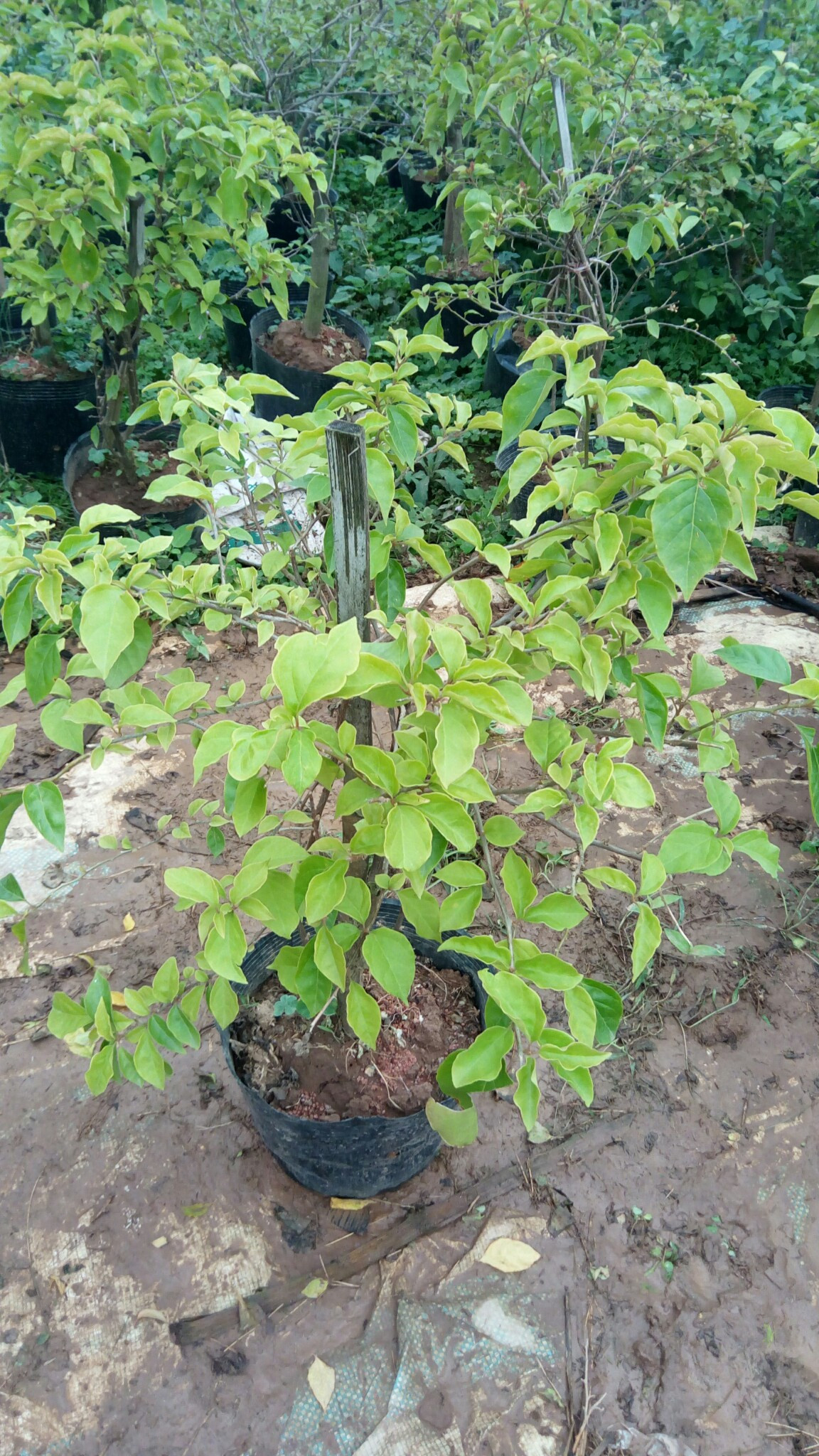 Cây hoa giấy hai màu