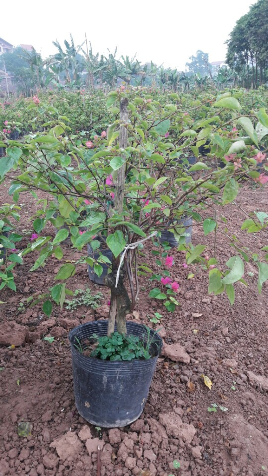 Cây hoa giấy nhiều màu