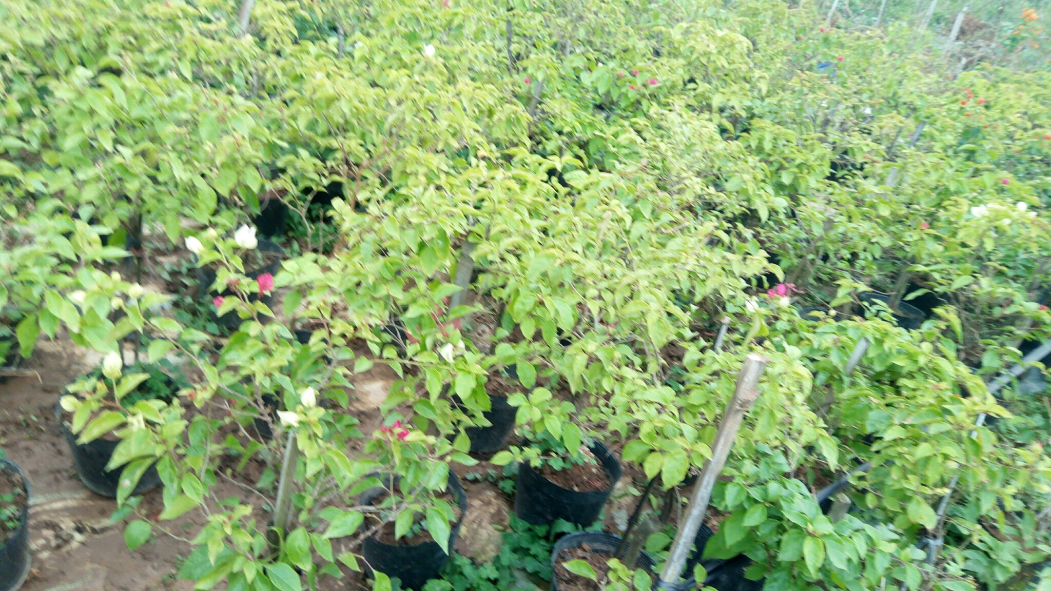 Cây hoa giấy hai màu