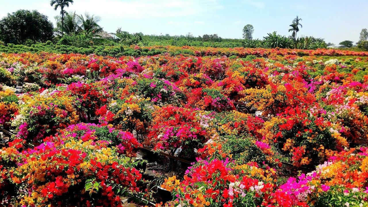 Cây hoa giấy hai màu